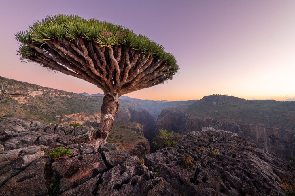 Socotra Island is a unique and otherworldly destination